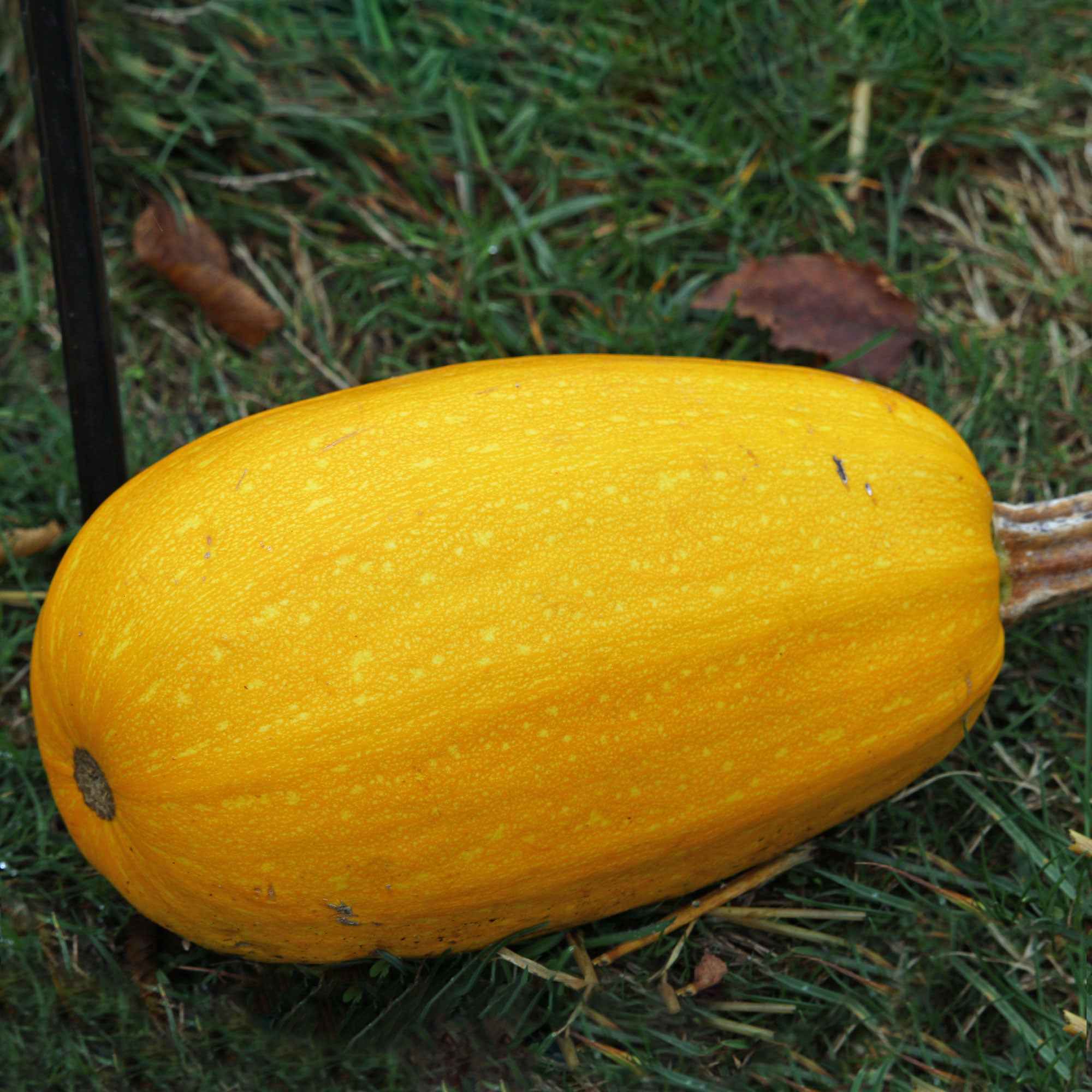 Saatgut Spaghetti-Kürbis - Cucurbita pepo spaghetti végétal