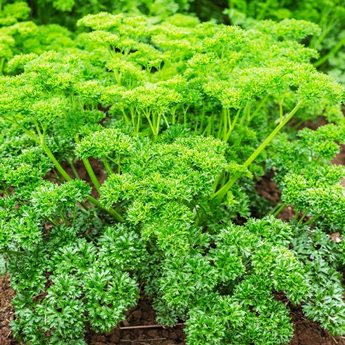 Dunkelgrüne krause Petersilie - Bakker