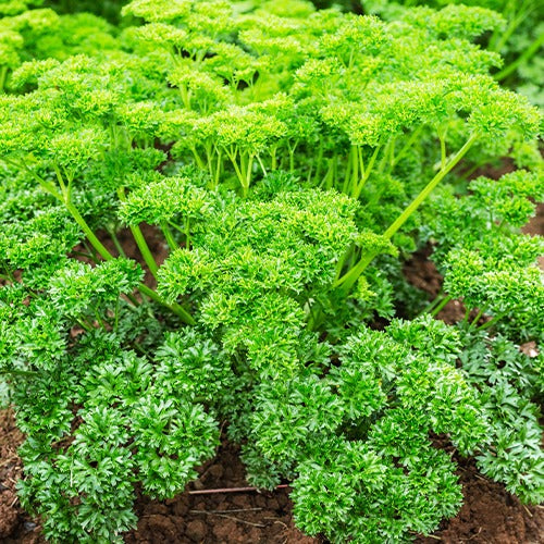 Kräutersammlung #2 - Collection de 6 aromatiques - Bakker