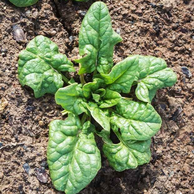 Spinat ‘Monstrueux de Viroflay’ - Spinacia oleracea monstrueux de viroflay - Bakker