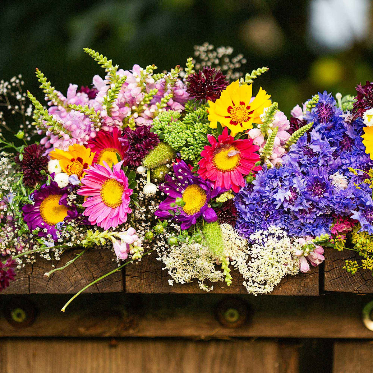 Blumen Saatmatte für Blumenkästen - Bakker