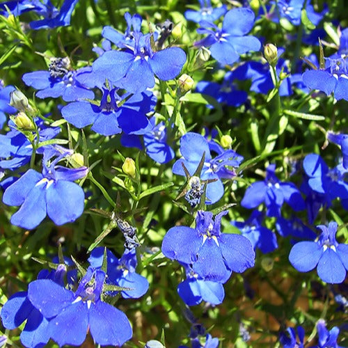 Lobelien Azuro (x3) - Lobelia erinus Azuro - Gartenpflanzen