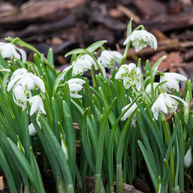 Blumenzwiebeln Doppeltes Schneeglckchen (x10) - Galanthus nivalis flore  pleno | Bakker.com