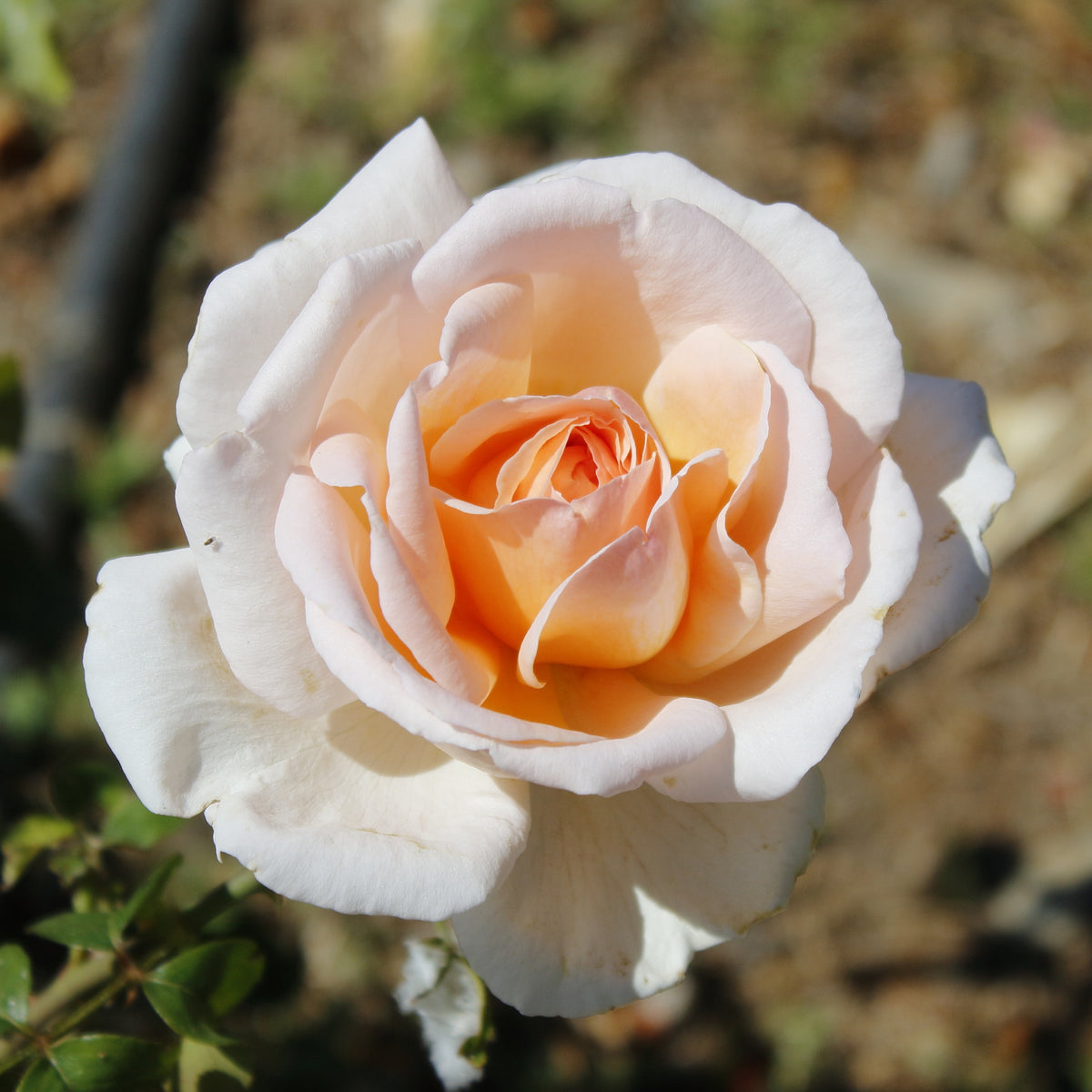 Strauchrose Malaga ® - Bakker
