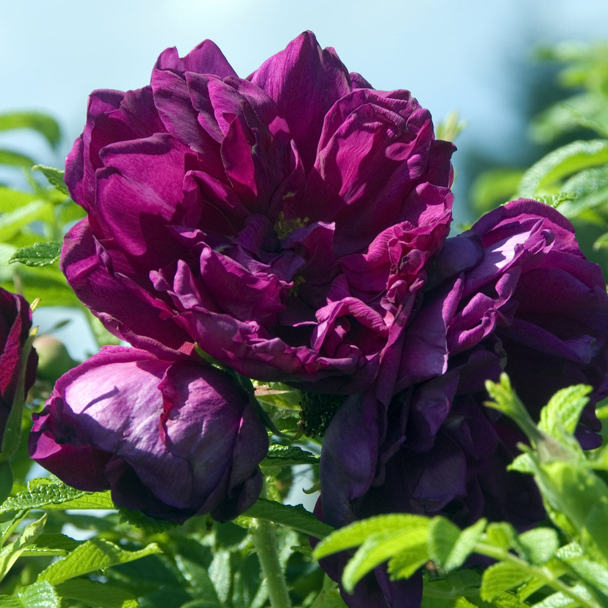 Rosa rugosa Hansa - Rugosa-Rose ‘Hansa’ - Rosen - Nackte Wurzeln