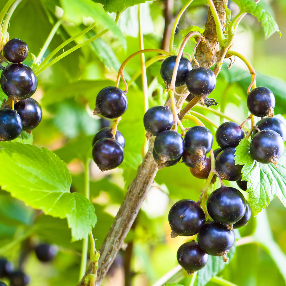Ribes nigrum 'andega' - Schwarze Johannisbeere Andega - Schwarze Johannisbeeren