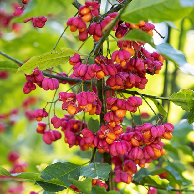 bonsai pfaffenhütchen Europäische Pfaffenhütchen - Euonymus europaeus