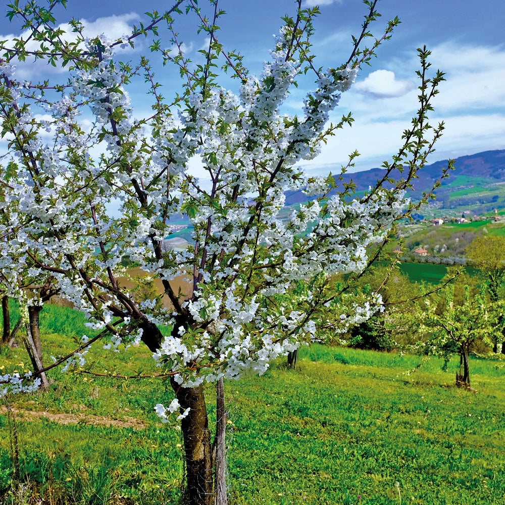 Kirschbaum Bigarreau Van - Prunus avium Van - Obst