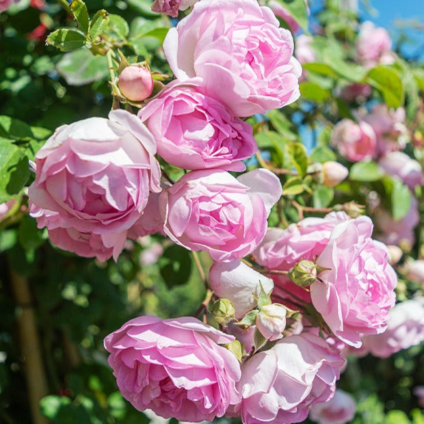Kletterrose Jasmina Korcentex