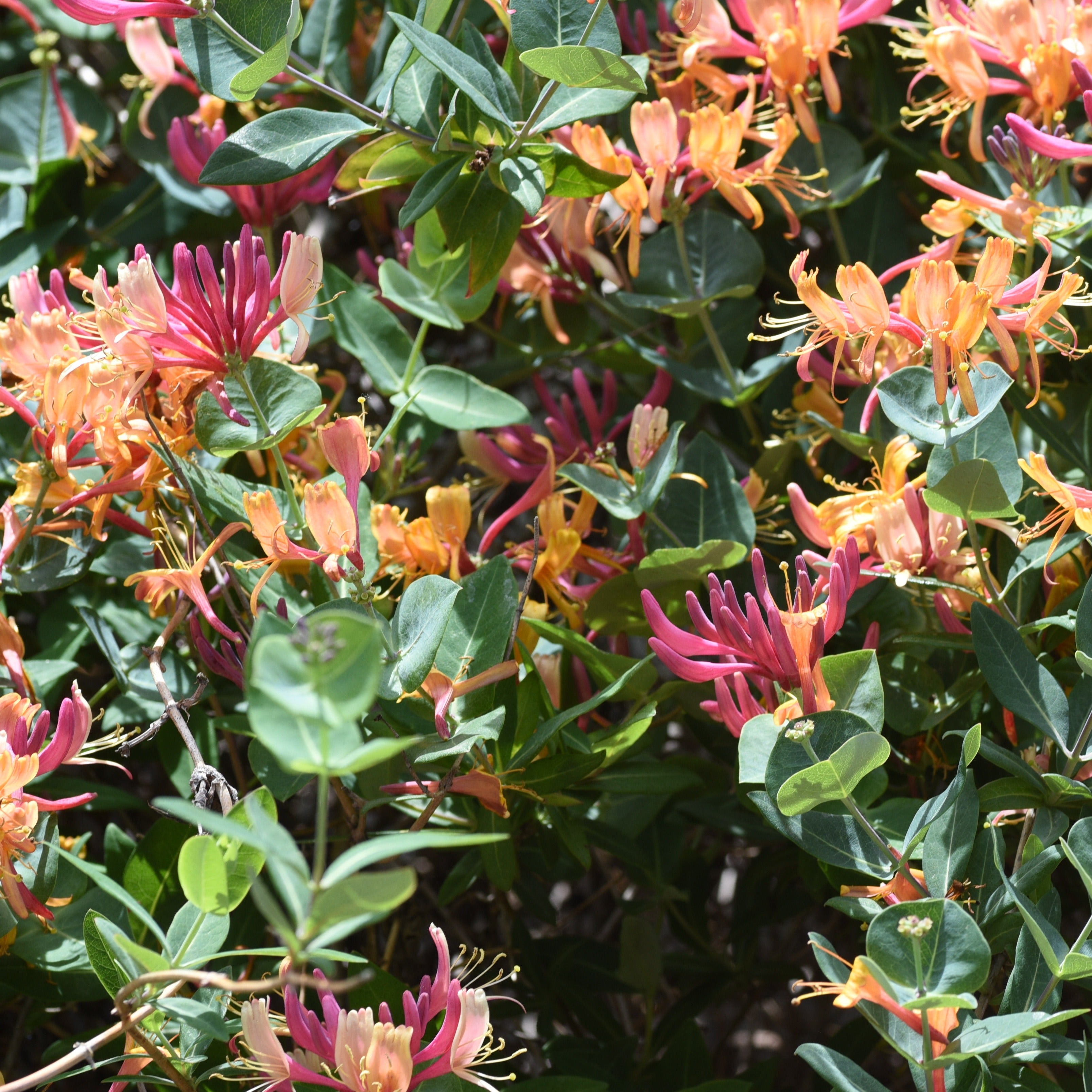 Geißblatt Goldflame - Lonicera heckrotii goldflame