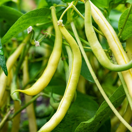 Stangenbohne König der Butter - Bakker