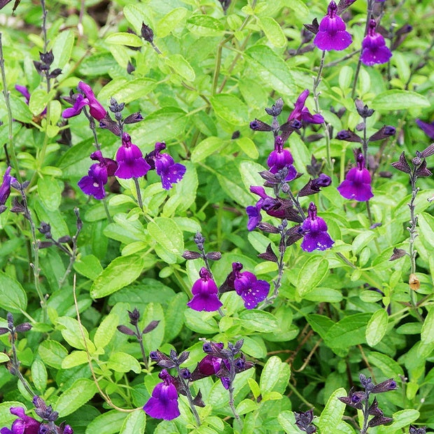 Salbei Violette de Loire ® - Salvia jamensis Violette de Loire ® Barsal - Bakker