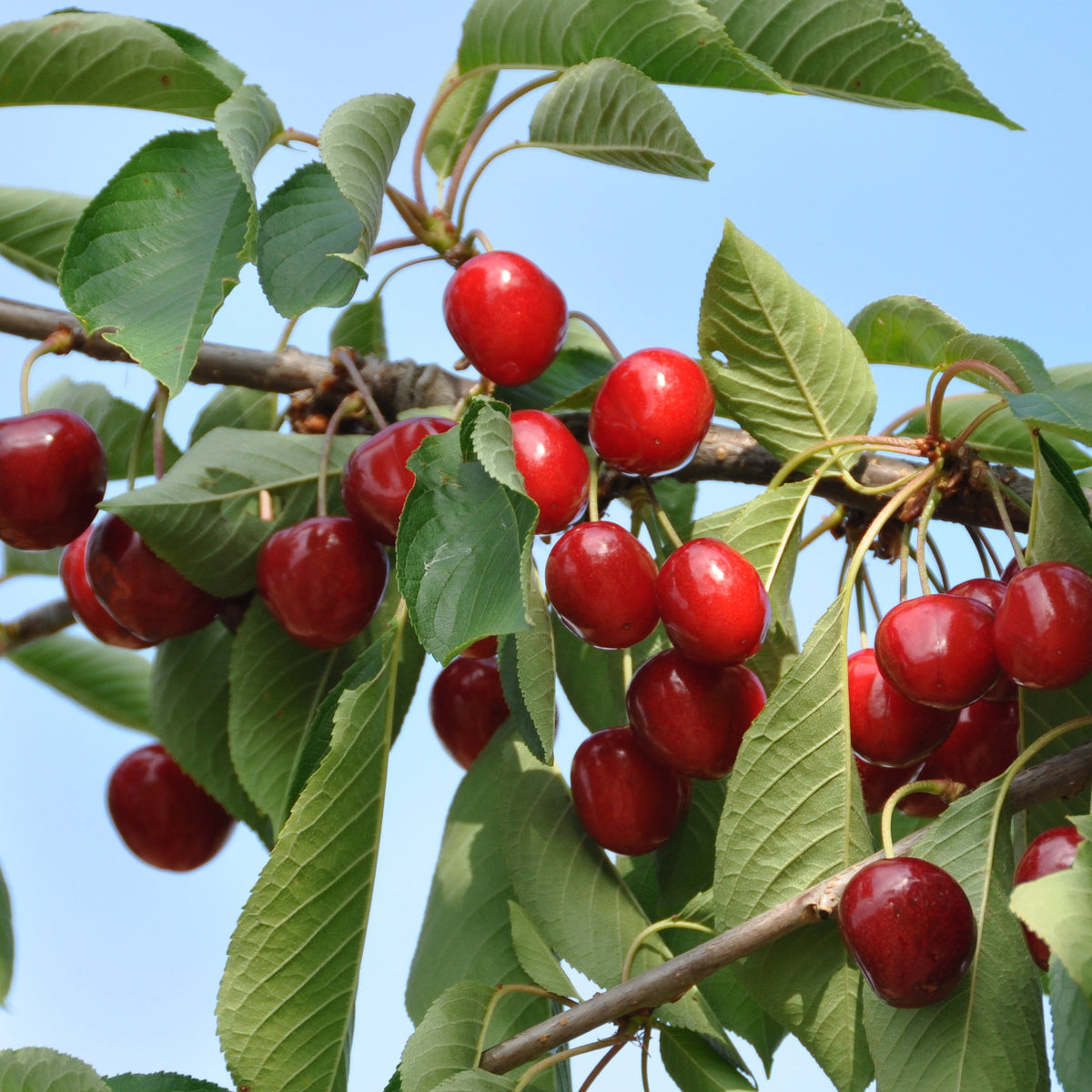 Süßkirsche ‘Summit’ - Prunus avium Summit - Bakker