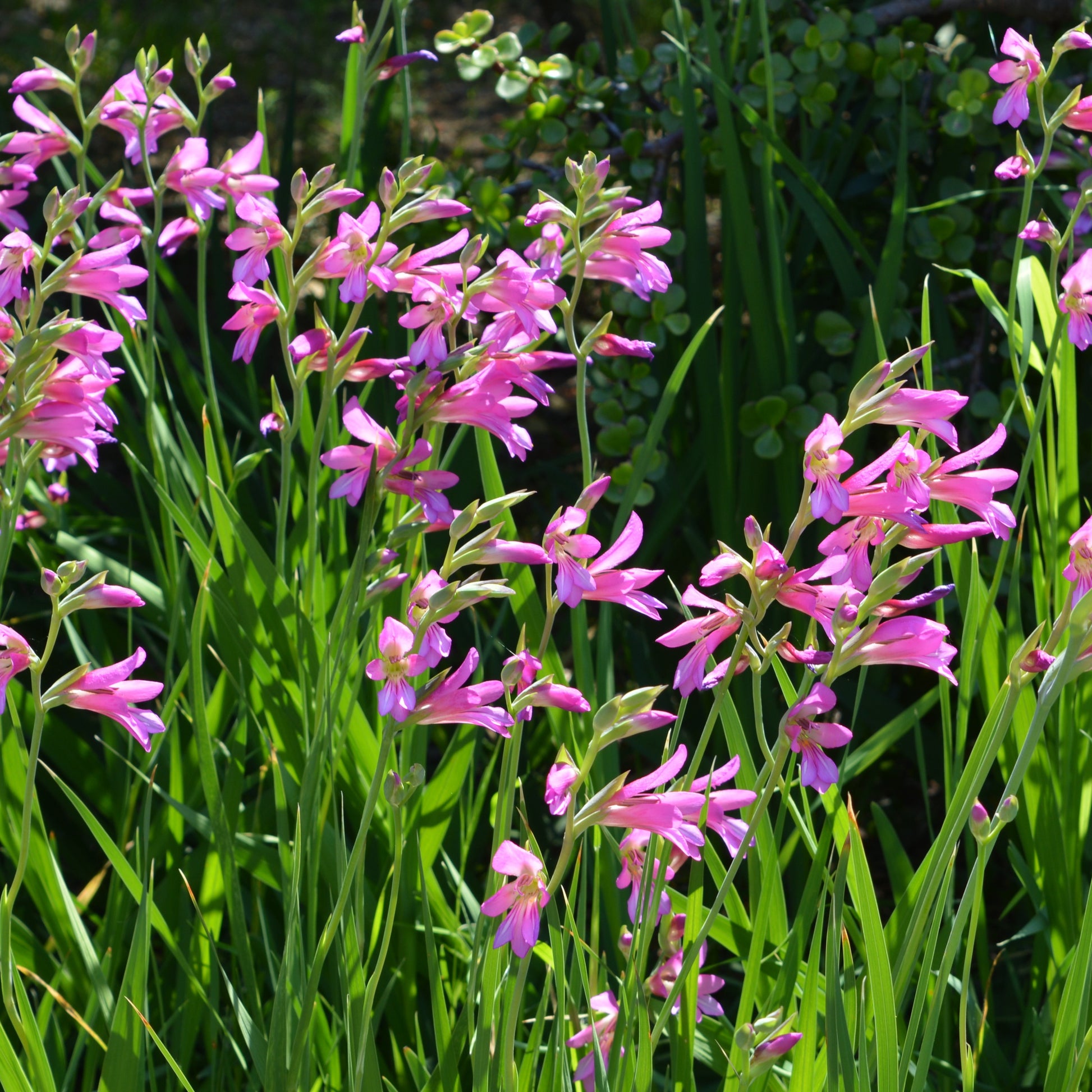 Byzantinische Gladiolen (x10) - Gladiolus byzantinus - Bakker