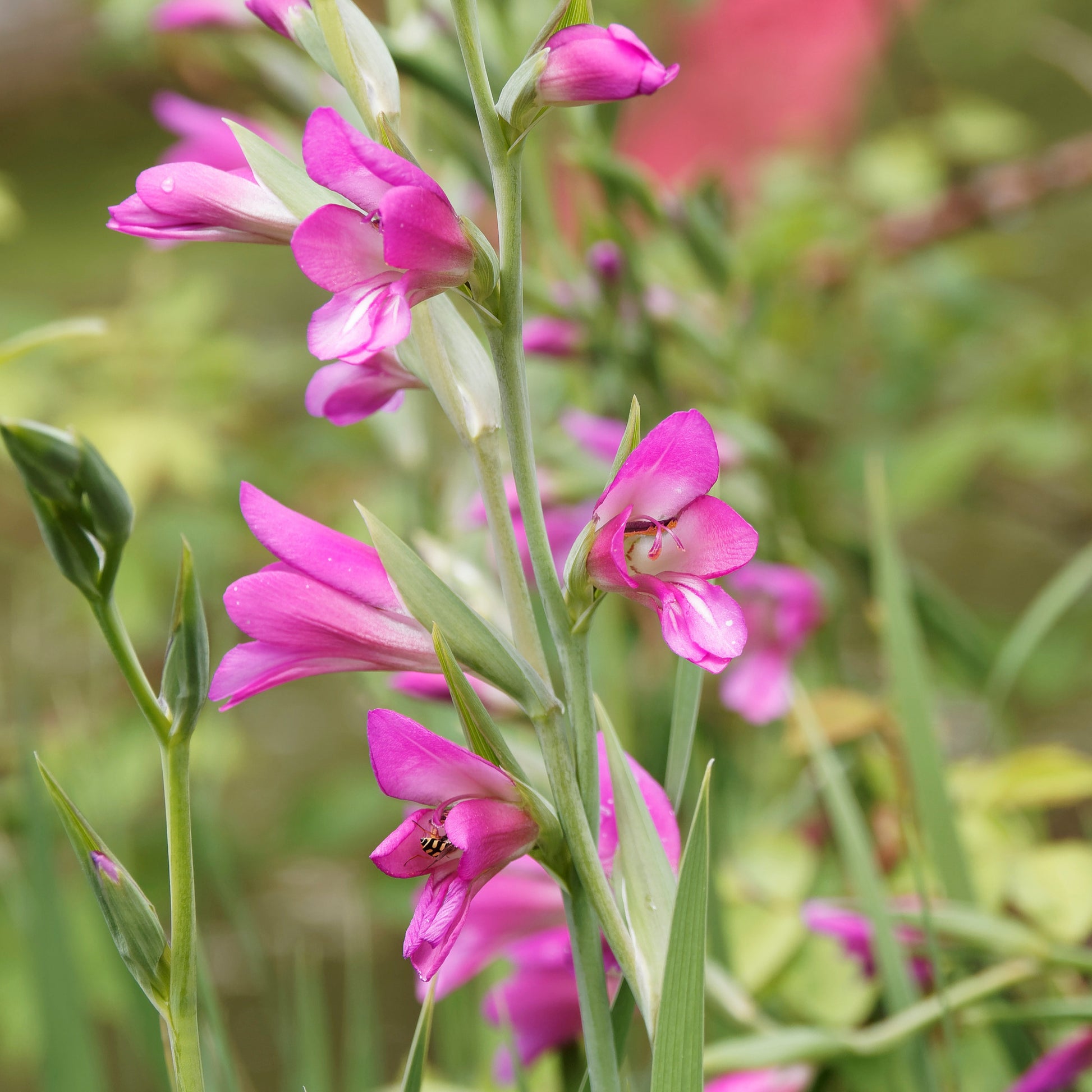 Byzantinische Gladiolen (x10) - Gladiolus byzantinus - Blumenzwiebeln Sommerblüher