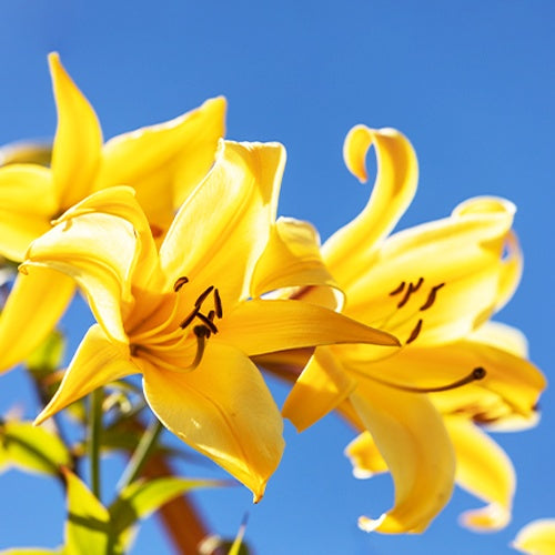 Trompeten Lilien Golden Splendour (x3) - Lilium golden splendour - Blumenzwiebeln Sommerblüher