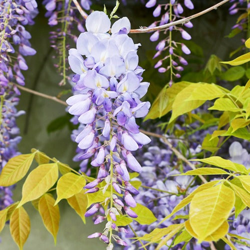 Chinesischer Blauregen auf Stamm - Wisteria sinensis
