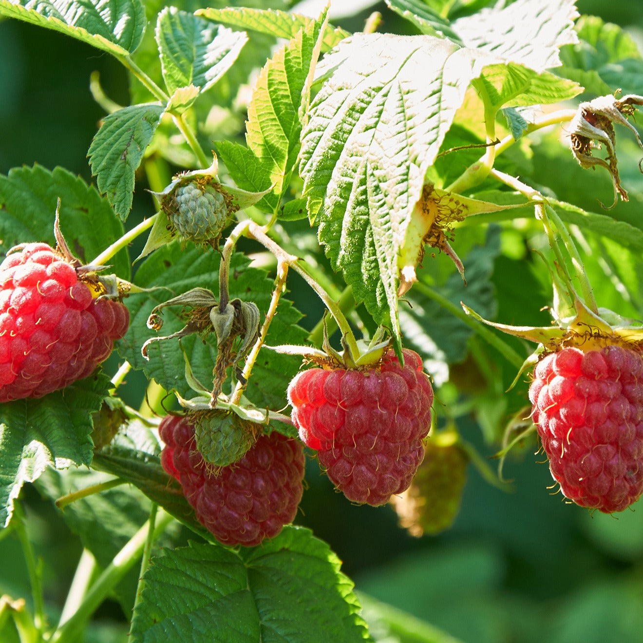 Remontant-Himbeeren Marastar ® COV MA29-20 - Bakker