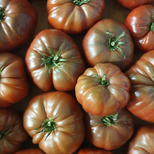 Schwarze Krimtomate Pflanzen - Solanum lycopersicum noire de crimée - Gemüsegarten