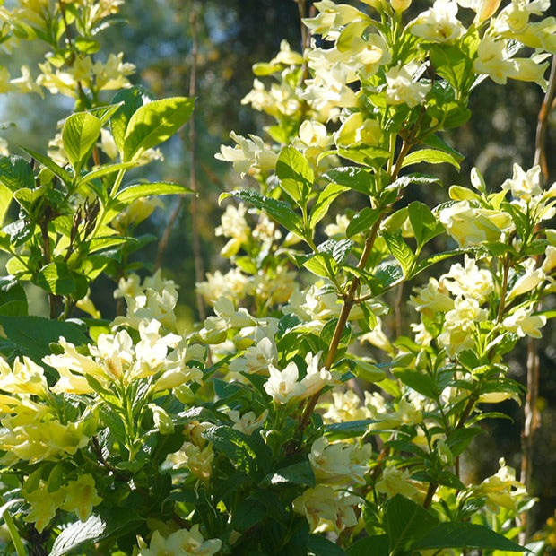 Gelbe Weigelie Weigela middendorffiana