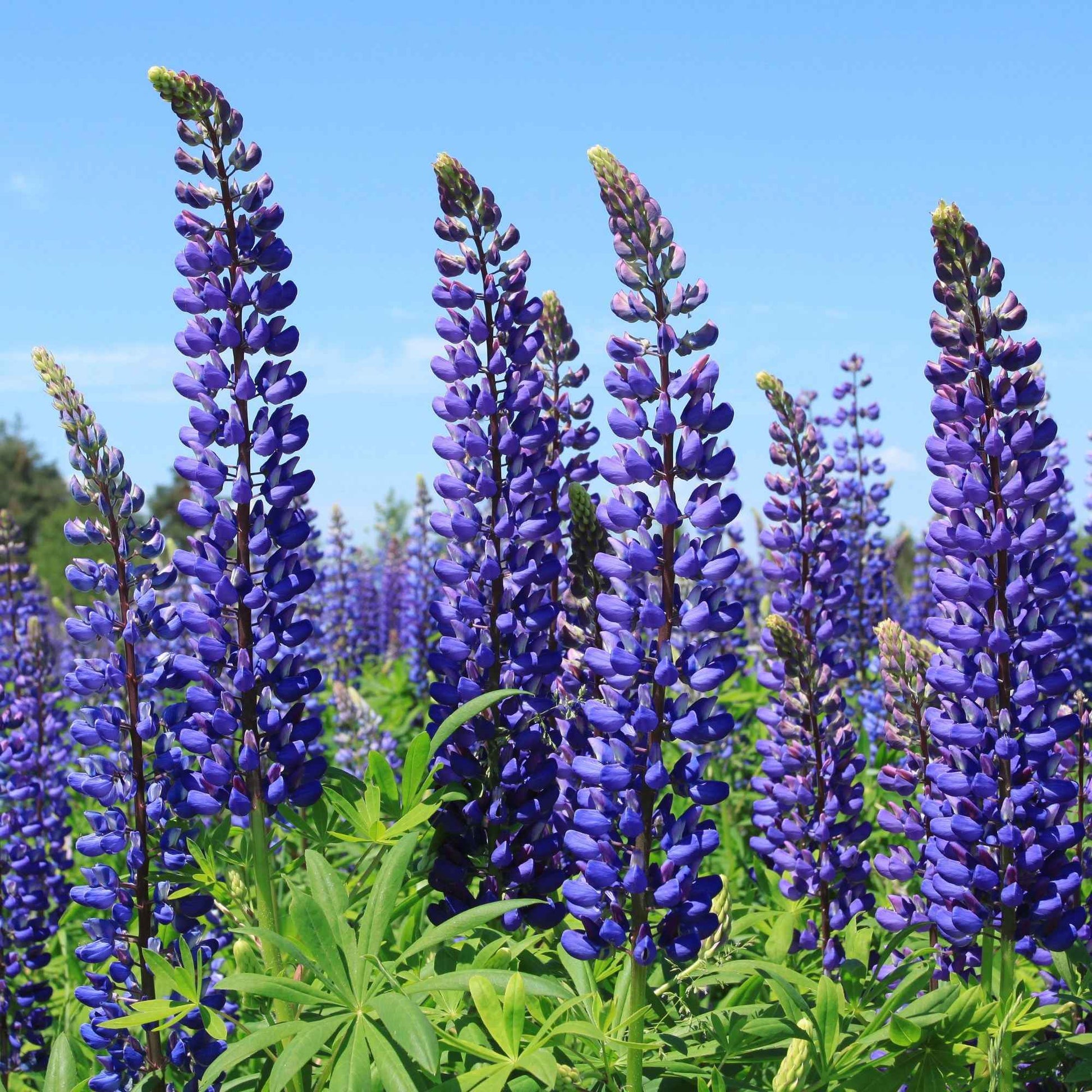Blaue Lupinen (x3) - Lupinus Russell blue - Bakker