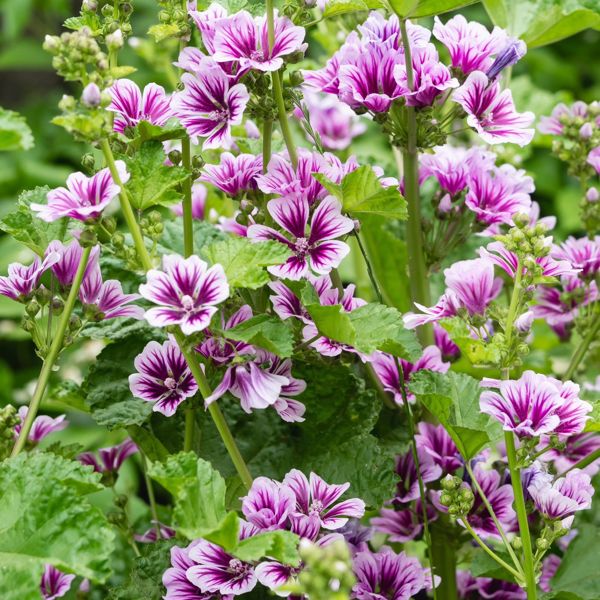 Wilde Malve Zebrina (x2) - Malva sylvestris zebrina - Bakker