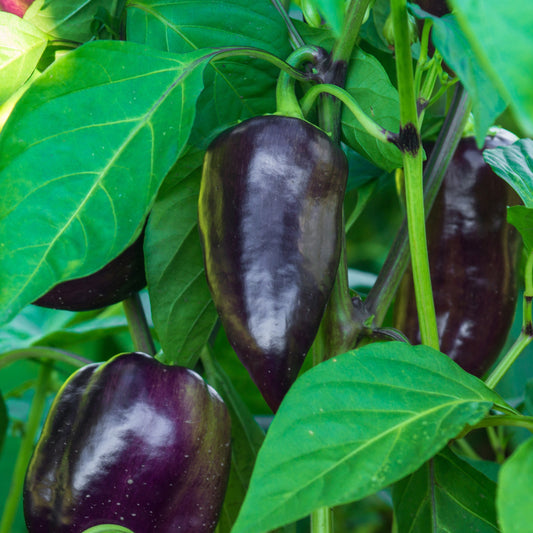 Paprika Bellania Pflanzen - Bakker