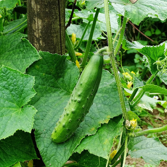 Gurke Raider F1 Pflanzen - Bakker