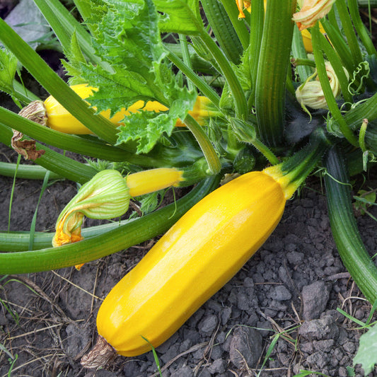 Gelbe Zucchini Sunlight F1 Pflanzen - Cucurbita pepo jaune sunlight f1 - Gemüsegarten