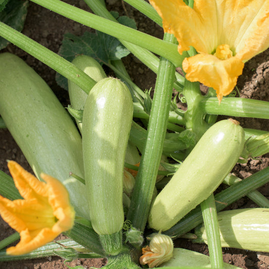 Zucchini Lorea Pflanzen - Bakker