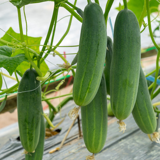 Gurke Gynial F1 Pflanze - Cucurbita pepo gynial f1 - Gemüsegarten