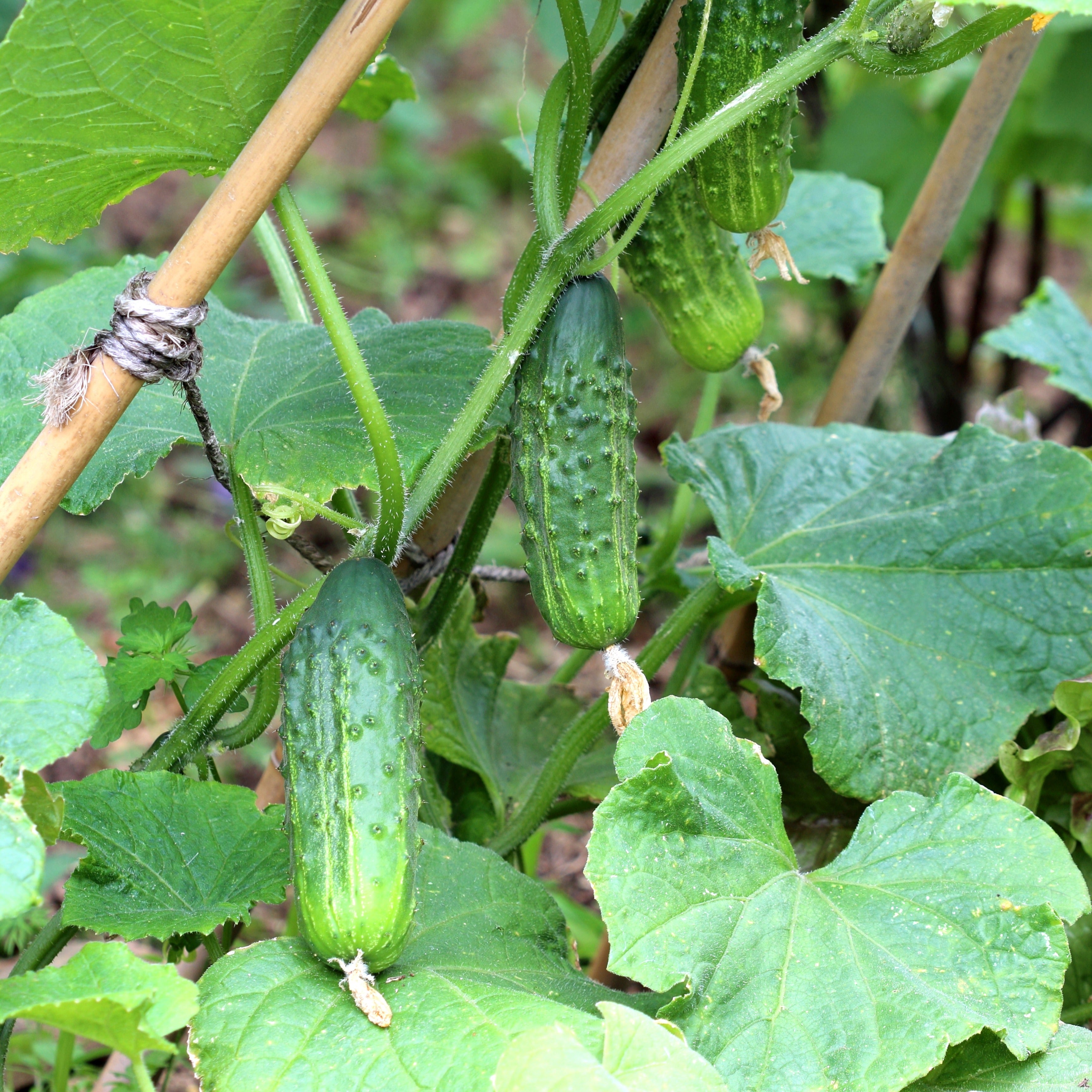 Cornichon Regal F1 Pflanzen - Cucumis sativus regal f1