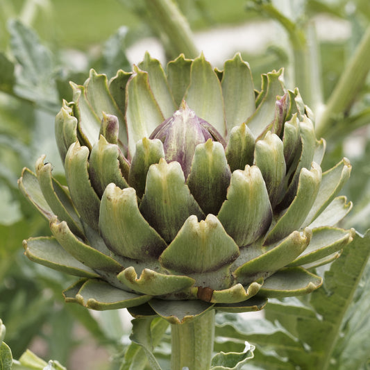 Artischocke Vert de Laon Pflanzen - Bakker