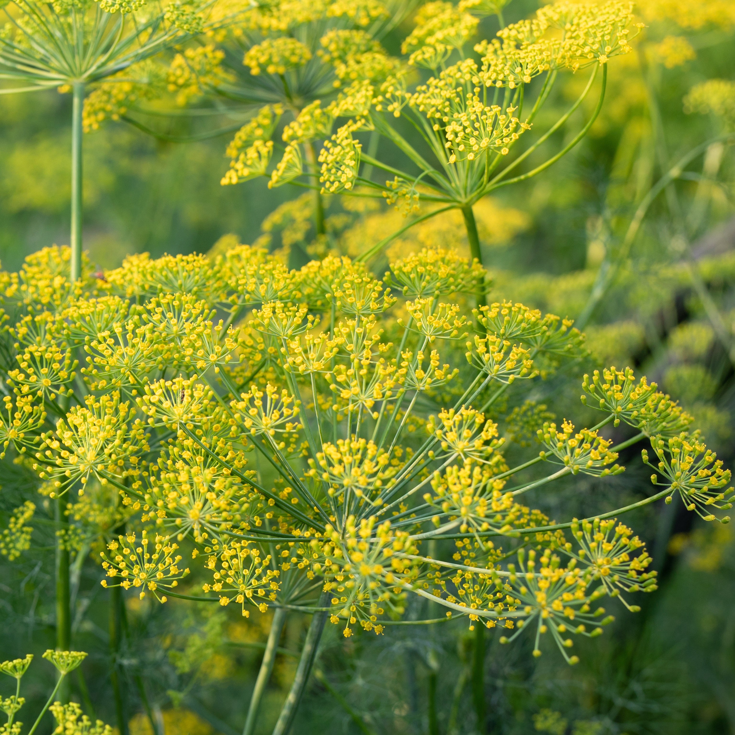 Dill Hnliche Pflanze