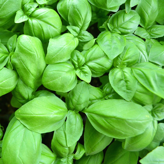 Basilikum Großes Grünes - Ocimum basilicum - Gemüsegarten