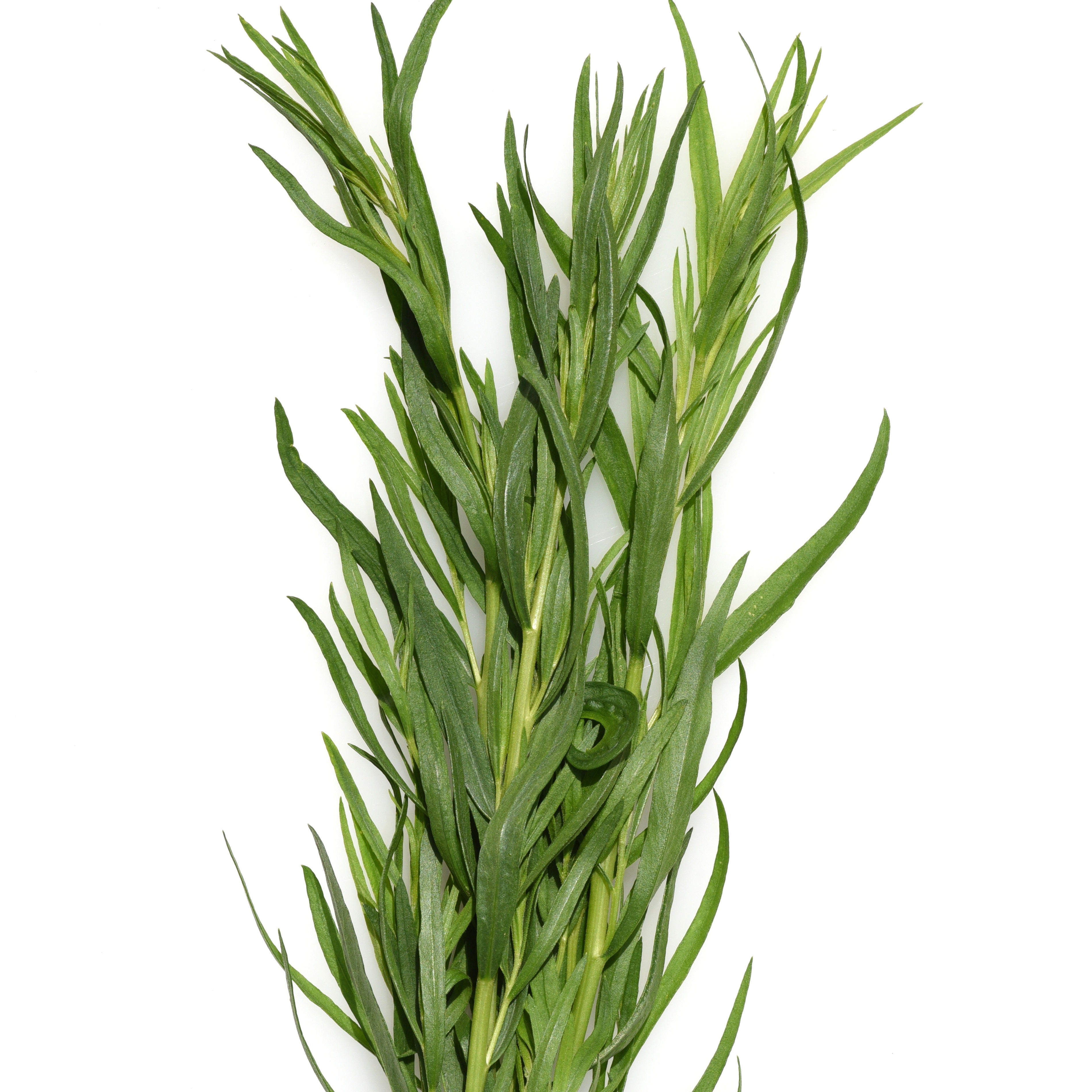 Estragon Pflanze - Artemisia dracunculus