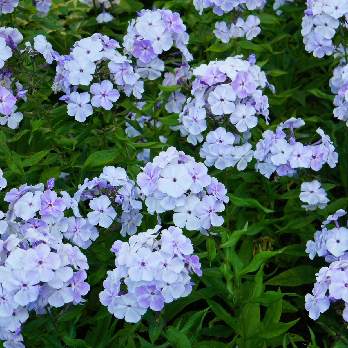Flammenblume (rot, blau, weiß) (x3) - Phlox paniculata - Bakker