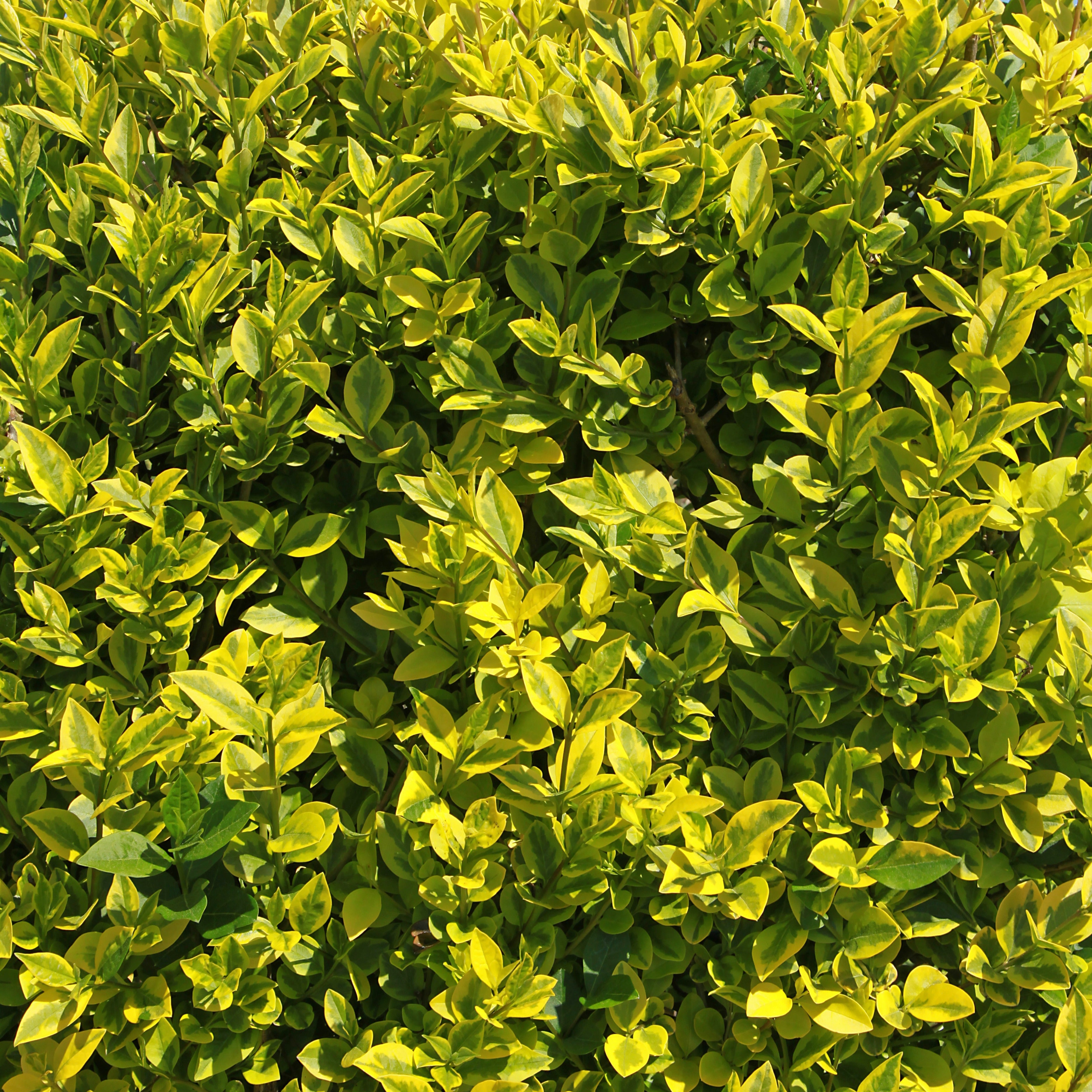 Goldliguster Aureum - Ligustrum ovalifolium aureum | Bakker.com
