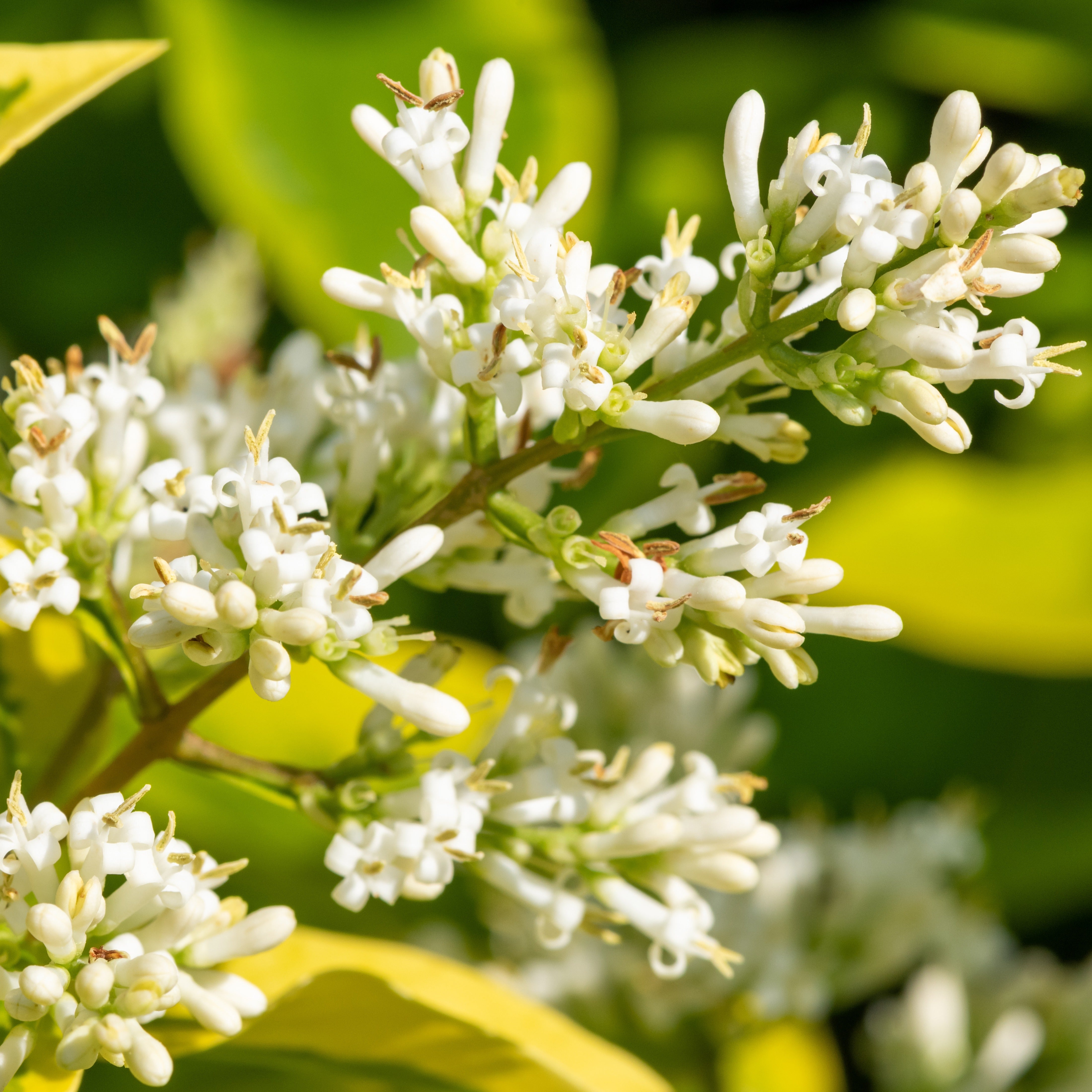 Goldliguster Aureum - Ligustrum ovalifolium aureum | Bakker.com
