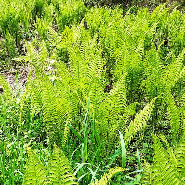 Stauden - Straußenfarn (x2) - Matteuccia struthiopteris