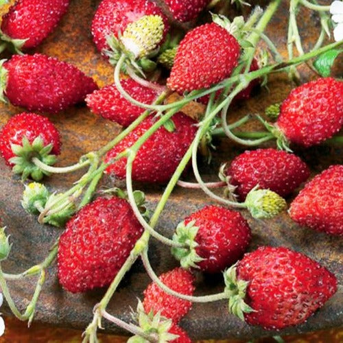 Saatgut Walderdbeere 'Rügen' - Fragaria vesca ruegen