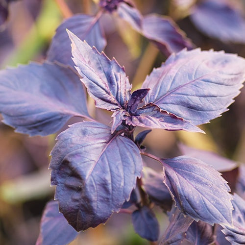 Rotblättriger Basilikum Dark Opal Bio - Ocimum basilicum dark opal - Bio-Kräuter