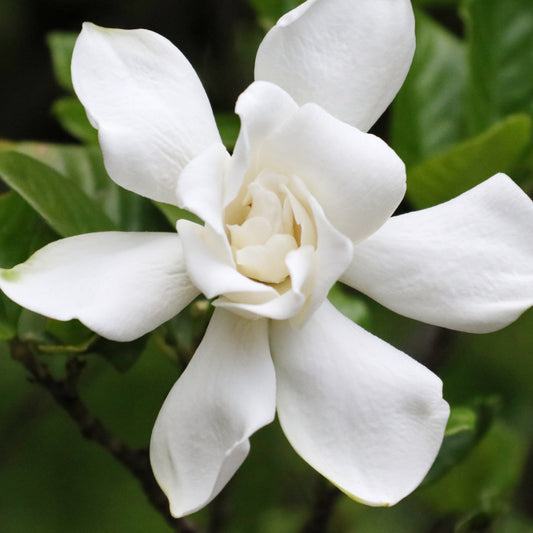 Gardenie Celestial Star - Bakker