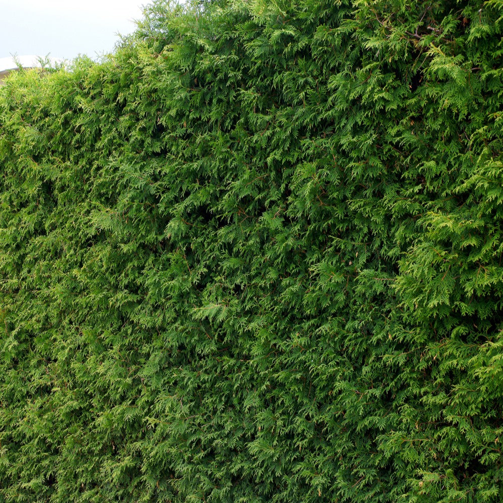 Thuja plicata atrovirens - Riesen-Lebensbaum Atrovirens - Nadelbäume