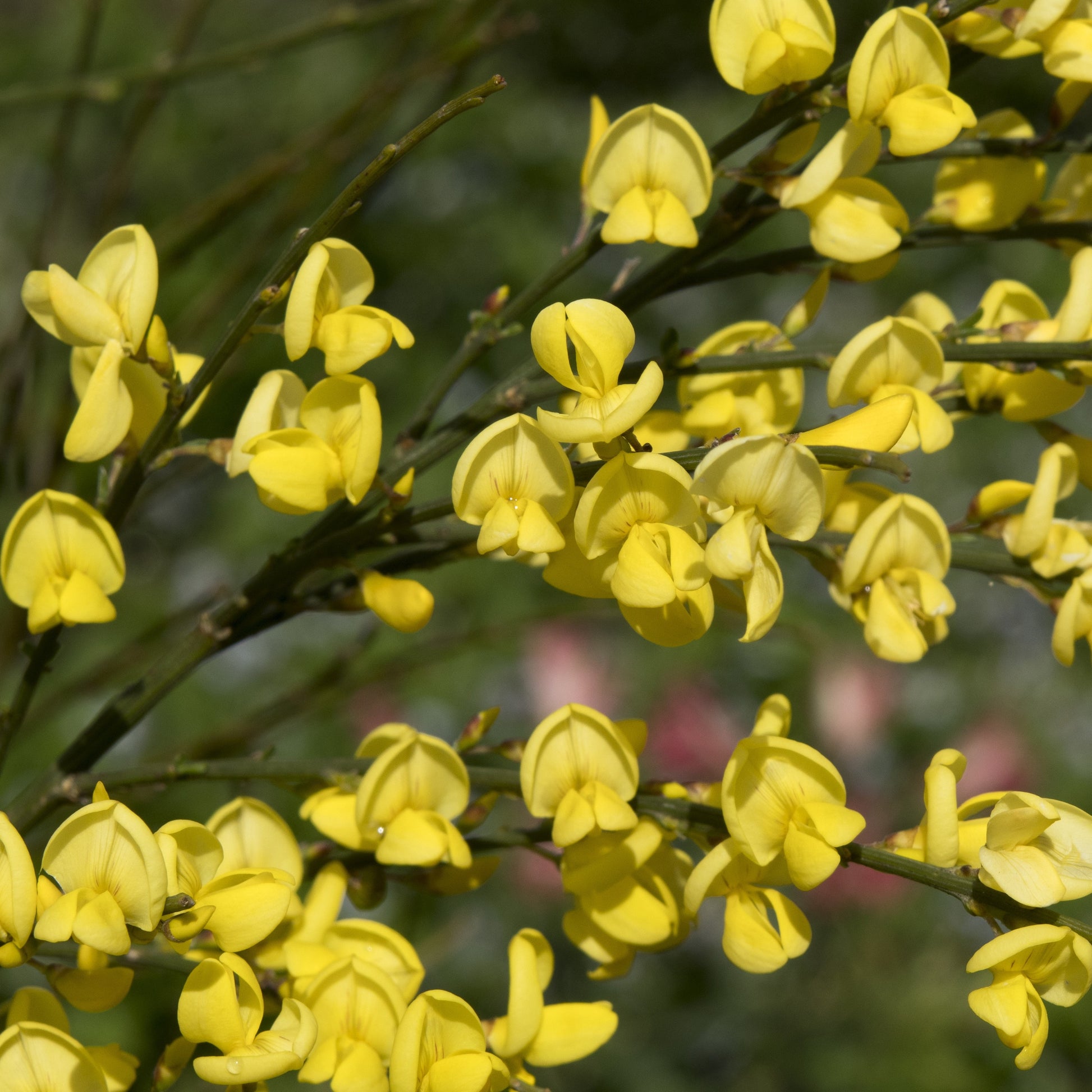 Gelber Ginster - Cytisus praecox allgold - Sträucher und Stauden