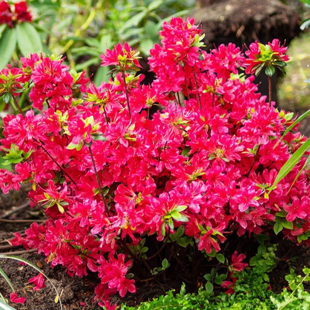 Japanische Azalee rot - Bakker
