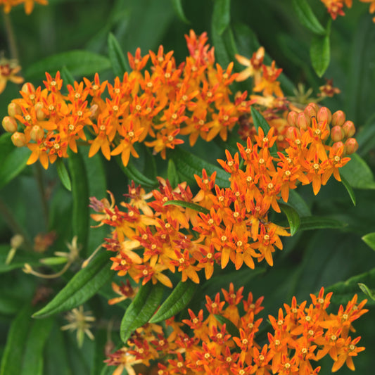 Tuberöse Asclepias - Bakker