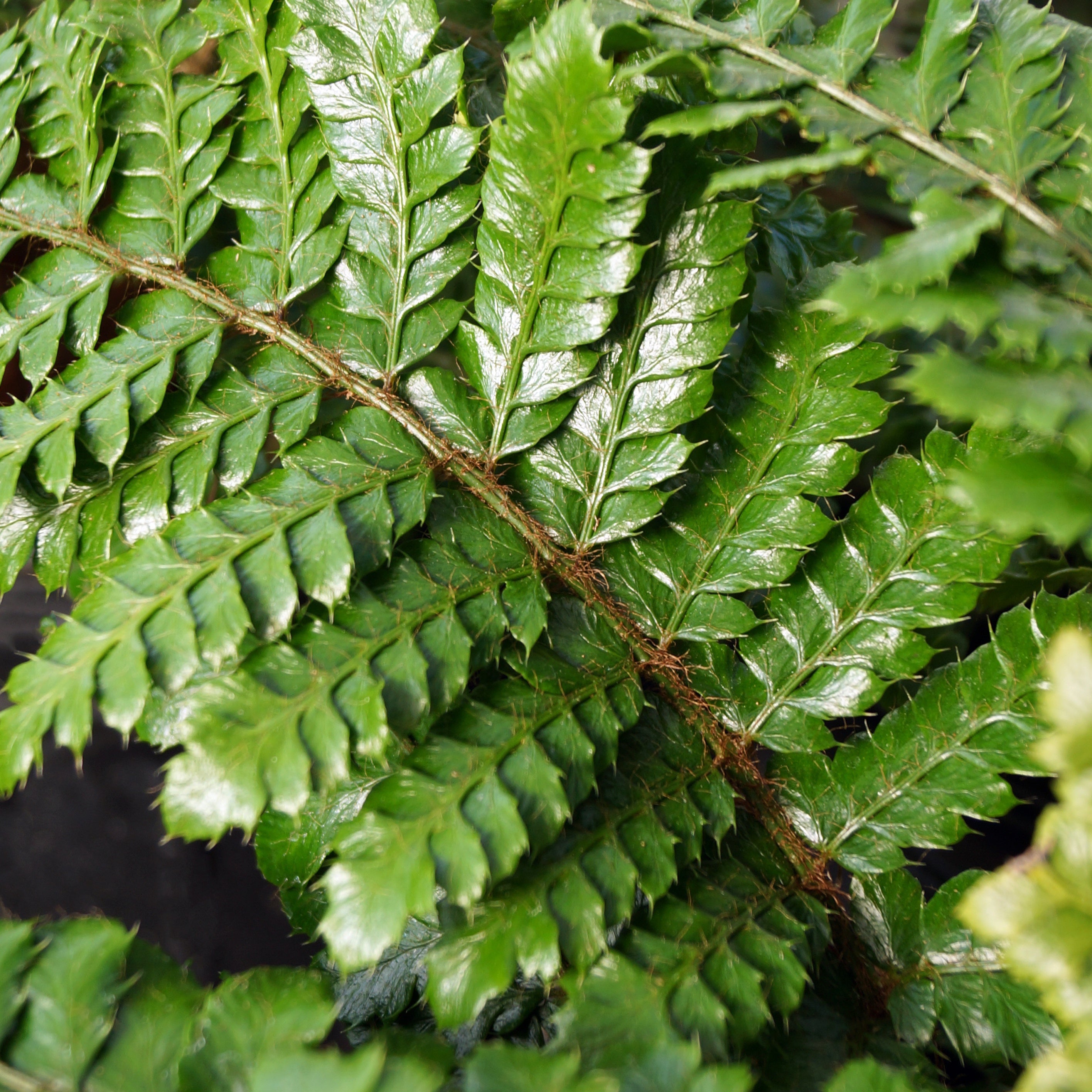 Japanische Aspidie Bärentatzen Polystichum polyblepharum