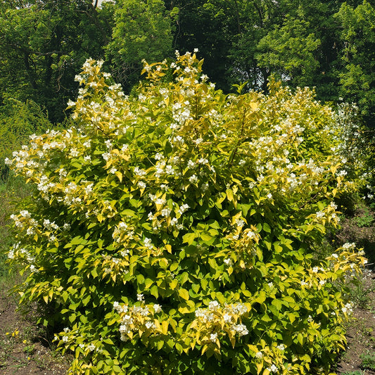 Gelbe Bauernjasmin - Bakker