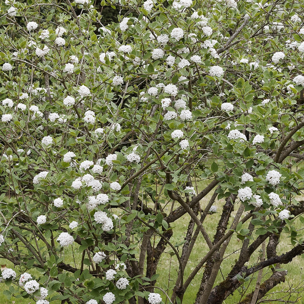 Oster-Schneeball - Viburnum burkwoodii